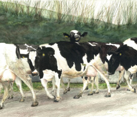 49-peak-a-cow-SOLD