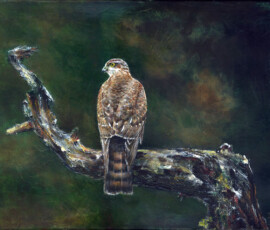 76--Honey-Buzzard