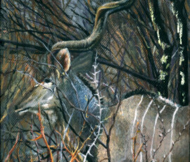 83 kudu