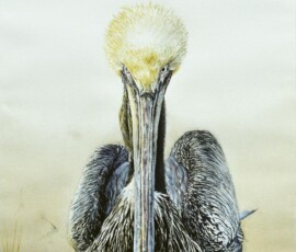 sold-pelican-sm