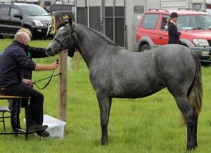 grey horse 3          