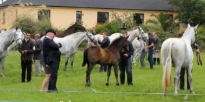 large group horses 3     